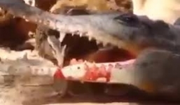 Cá sấu giả chết để bẫy chim cút cực độc