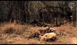 Xem hổ vồ gọn khỉ trong chớp mắt