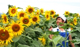 Nữ chủ nhân nghìn tỉ của cánh đồng hoa hướng dương Nghệ An