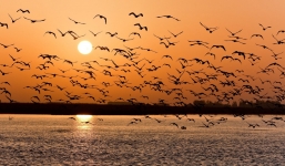 Loạt ảnh đẹp về những cuộc di cư vĩ đại của động vật