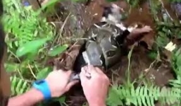 Khoảnh khắc cứu mèo nhà bị trăn khủng cuộn chặt