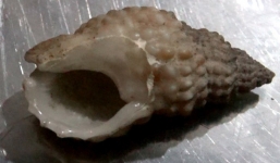 Ăn ốc biển lạ, bé gái 6 tuổi chết