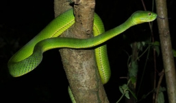 Thêm một lý giải về việc rắn lục đuôi đỏ nhiều bất thường