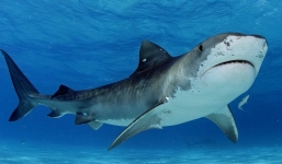 Đi câu cá, chàng trai 18 tuổi bị cá mập cắn chết