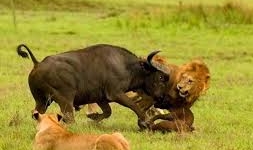 Trâu rừng vùng vẫy thoát chết khỏi sư tử ở phút chót