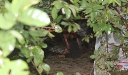 Vụ người phụ nữ treo cổ ở cây hoa giấy: Đã có kết luận điều tra ban đầu