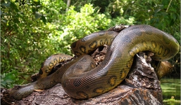 Kỳ lạ: Rắn khổng lồ anaconda tha chết cho người đàn ông