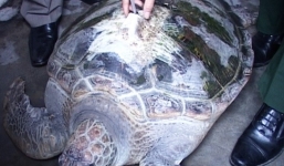 Bắt được rùa biển nặng 50kg gắn thiết bị định vị của Trung Quốc