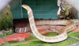 Cận cảnh bộ tứ hổ chúa cực độc ở trại rắn lớn nhất Việt Nam