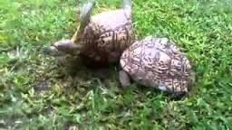 Rùa trắng tìm cách cứu bạn bị lật ngửa gây sốt dân mạng