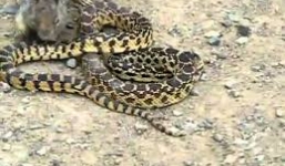 Sóc nhỏ liều lĩnh lao vào cắn chết rắn khủng