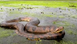 Khoảnh khắc trăn Anaconda sinh con dưới nước