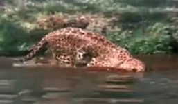 Báo đốm bị cá sấu xẻ thịt khi đang đi săn mồi