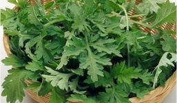 Ngải cứu – thảo dược chữa bệnh rẻ tiền