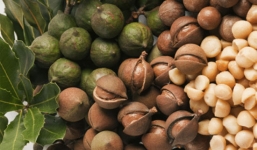 Những công dụng tuyệt vời của hạt mắc ca