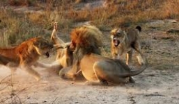 Sư tử đực dũng mãnh giải cứu sư tử cái khỏi vòng vây kẻ thù