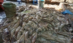 Mực thối, tôm bốc mùi... len lỏi mâm cơm Việt