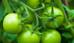 Những thực phẩm nguy hại khôn lường khi ăn sống