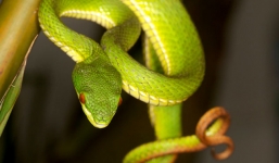 Suýt chết vì nhờ thầy lang chữa rắn lục đuôi đỏ cắn