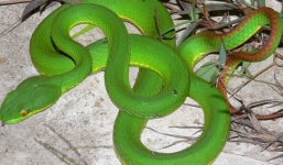 Rắn lục đuôi đỏ 'ẩn náu' dưới yên xe đạp cắn người