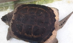 Rùa nuôi bỗng dưng mọc gai ở đuôi như khủng long