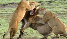 Sư tử săn hụt mẹ con báo đốm