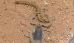 Cuộc chiến nảy lửa giữa bọ cạp và rết