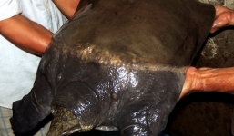 Bắt được cua đinh nặng 23,5 kg ở Bến Tre