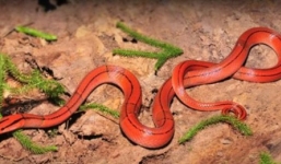 Rắn hổ lửa ngậm cóc bò vào phòng ngủ bị đập chết