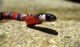 Rắn hổ lửa to nửa bắp tay, dài gần mét bò vào phòng ngủ