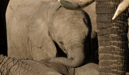 Voi con đau đớn khóc bên xác mẹ bị trộm bắn chết