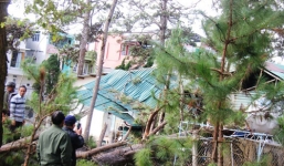 Cây thông cổ thụ gẫy trong bệnh viện, 4 người bị thương nặng