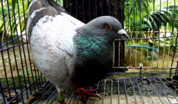 Bắt được 2 chim bồ câu mang ký tự lạ giống chữ Trung Quốc, gắn mã số