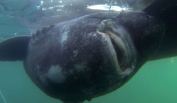 Câu được cá mập 'khủng' 200 tuổi, nặng hơn nửa tấn