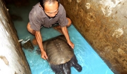 Bắt được cua đinh 'khủng' nặng 23,5kg, dài gần 1m