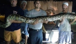 Choáng váng khi phát hiện trăn khổng lồ trong văn phòng