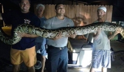 Choáng váng phát hiện trăn khổng lồ trong văn phòng