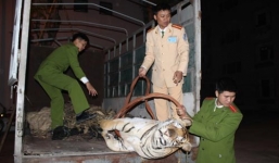 Chở hổ nặng 120kg, dài 1,5m cho 1 'người lạ mặt' giá 8 triệu