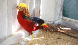 Siêu tiệc của đại gia với cặp chân gà tiền triệu 