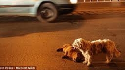 Chú chó kiên quyết bảo vệ bạn bị tai nạn gây xúc động