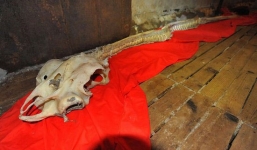 Phát hiện bộ xương rồng thật sự tại Trung Quốc ?