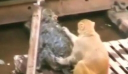 Clip cảm động: Chú khỉ nỗ lực cứu bạn bị điện giật chết