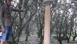 Sự thật chuyện “mãng xà tinh” tu luyện gần 1 thế kỷ ở Vĩnh Long