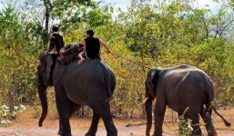 Chi cục kiểm lâm mua lại 4 con voi rừng của người dân