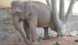 Voi đoàn xiếc dùng vòi quấn, quật chết bé trai 12 tuổi