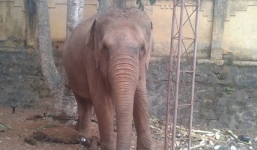 Hình ảnh voi đoàn xiếc nặng 3 tấn quật chết bé trai 12 tuổi