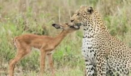 Tình bạn đặc biệt giữa linh dương kẻ ăn thịt