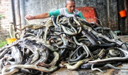 Cận cảnh lò giết mổ rắn lớn nhất Indonesia