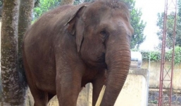Lý do bé trai 12 tuổi bị voi đoàn xiếc quật chết