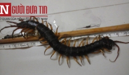 Rết 'khổng lồ' dài hơn 20 cm chui vào nhà dân